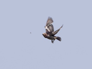 Chestnut-cheeked Starling Kasai Rinkai Park Mon, 7/18/2022