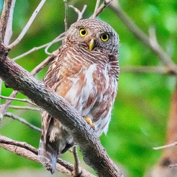 Collared Owlet