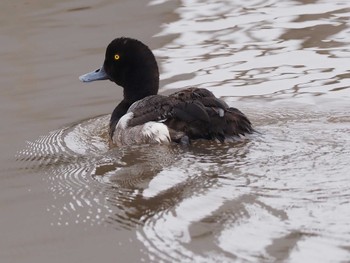 Greater Scaup Kasai Rinkai Park Sun, 7/17/2022