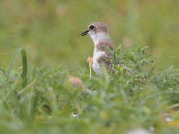 Kentish Plover Kasai Rinkai Park Sun, 7/17/2022