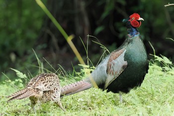 2022年7月17日(日) 箱根野鳥の森の野鳥観察記録