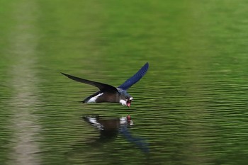 White-throated Needletail Unknown Spots Sun, 7/17/2022