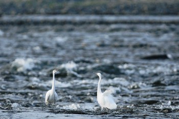 Little Egret 多摩川 Unknown Date