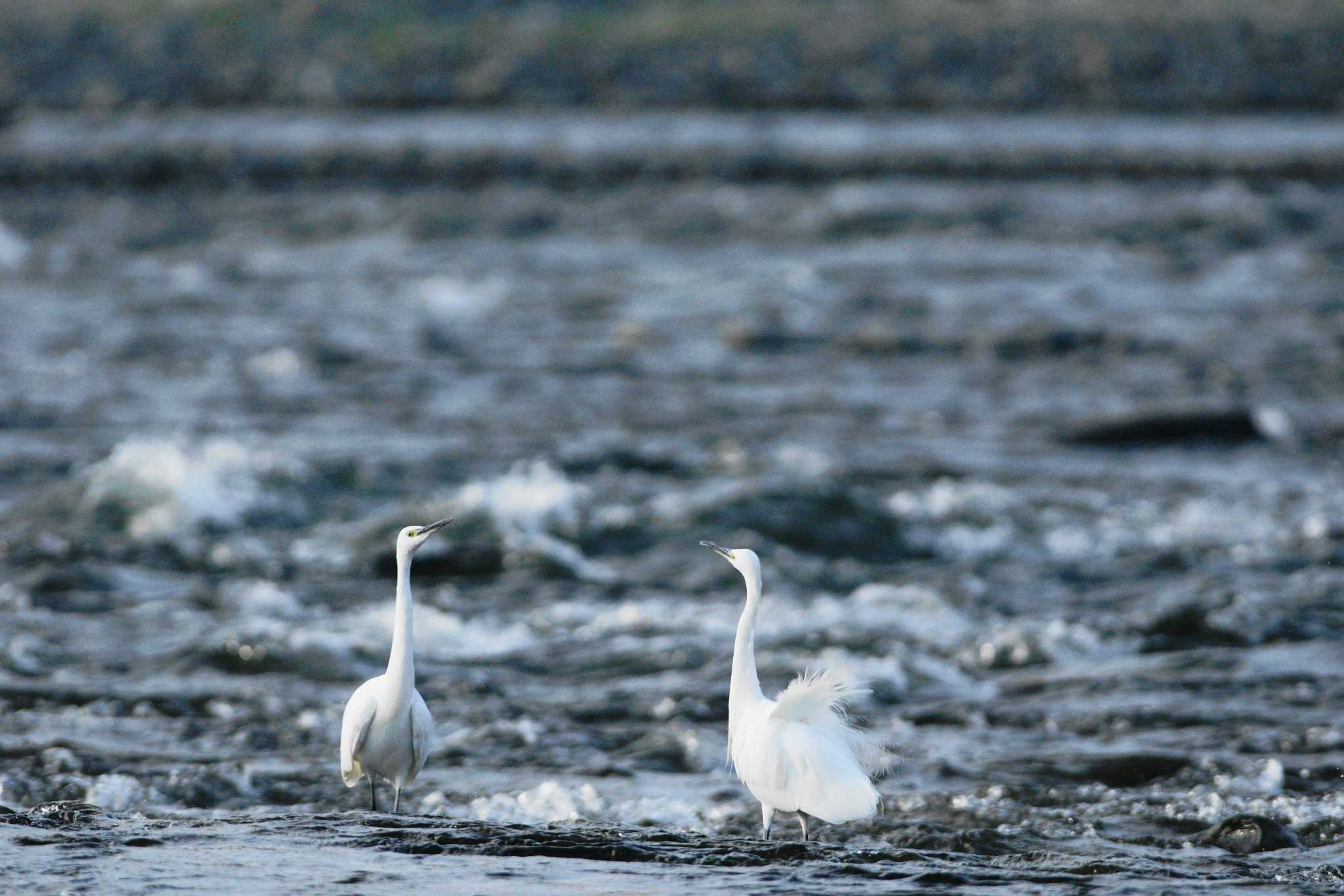 Photo of Little Egret at 多摩川 by bea