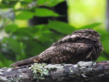 Grey Nightjar 秋保ビジターセンター Sat, 7/16/2022