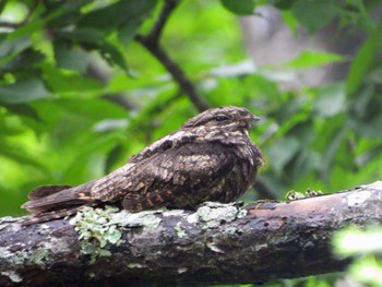 Grey Nightjar 秋保ビジターセンター Sat, 7/16/2022