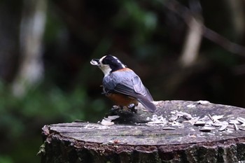 ヤマガラ 西湖野鳥の森公園 2022年7月17日(日)