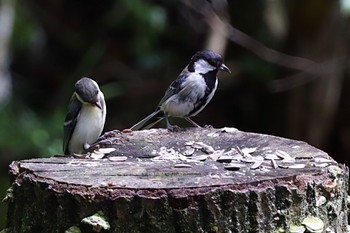 シジュウカラ 西湖野鳥の森公園 2022年7月17日(日)