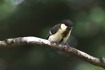 シジュウカラ 西湖野鳥の森公園 2022年7月17日(日)