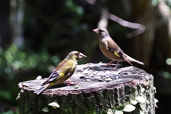 カワラヒワ 西湖野鳥の森公園 2022年7月17日(日)