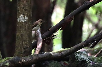 2022年7月17日(日) 西湖野鳥の森公園の野鳥観察記録