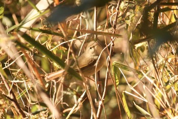 ウグイス 三ツ池公園(横浜市鶴見区) 2018年1月13日(土)