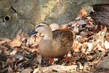 Eastern Spot-billed Duck Mitsuike Park Sat, 1/13/2018