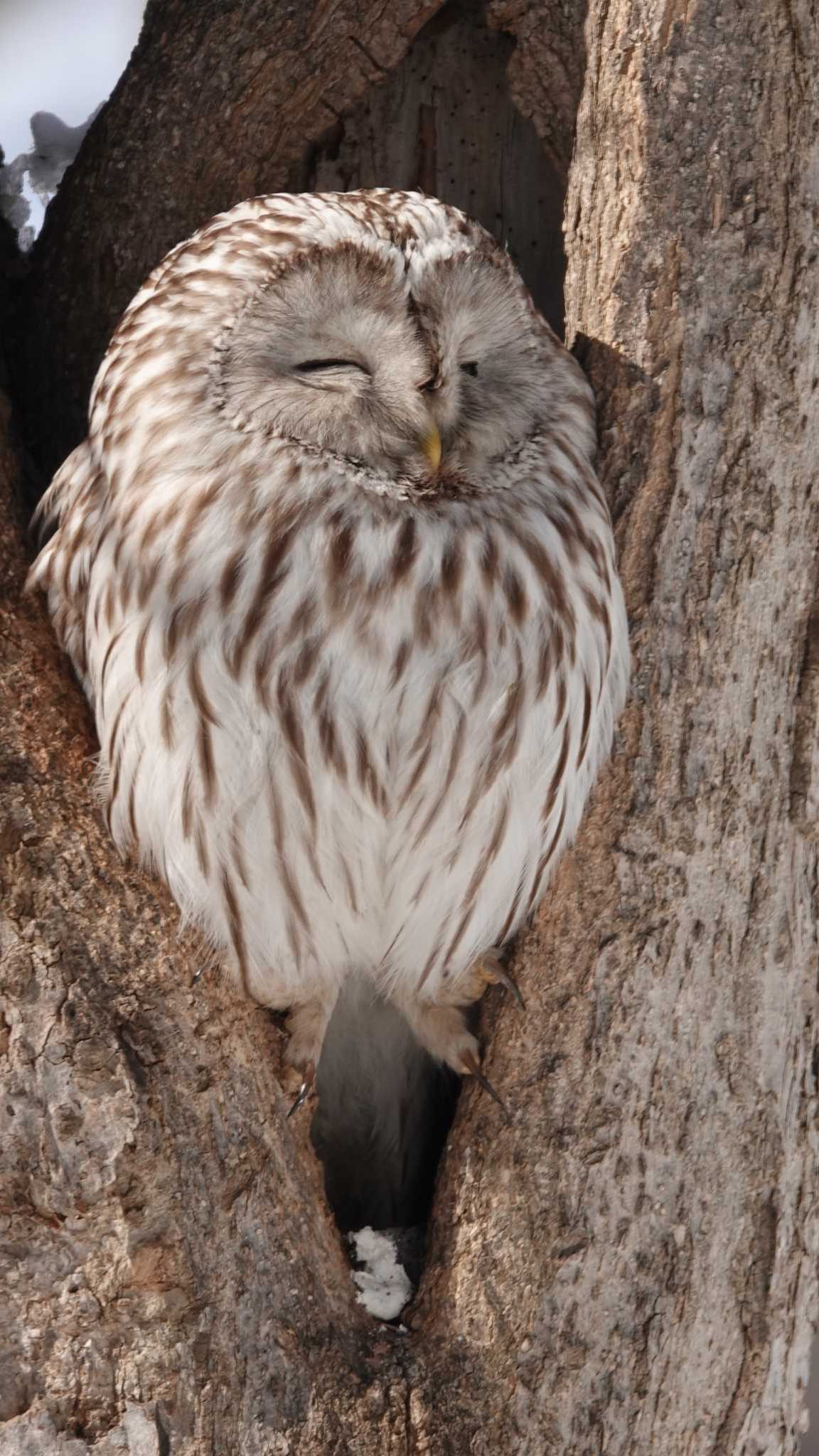 キトウシ森林公園 エゾフクロウの写真 by ezorisu