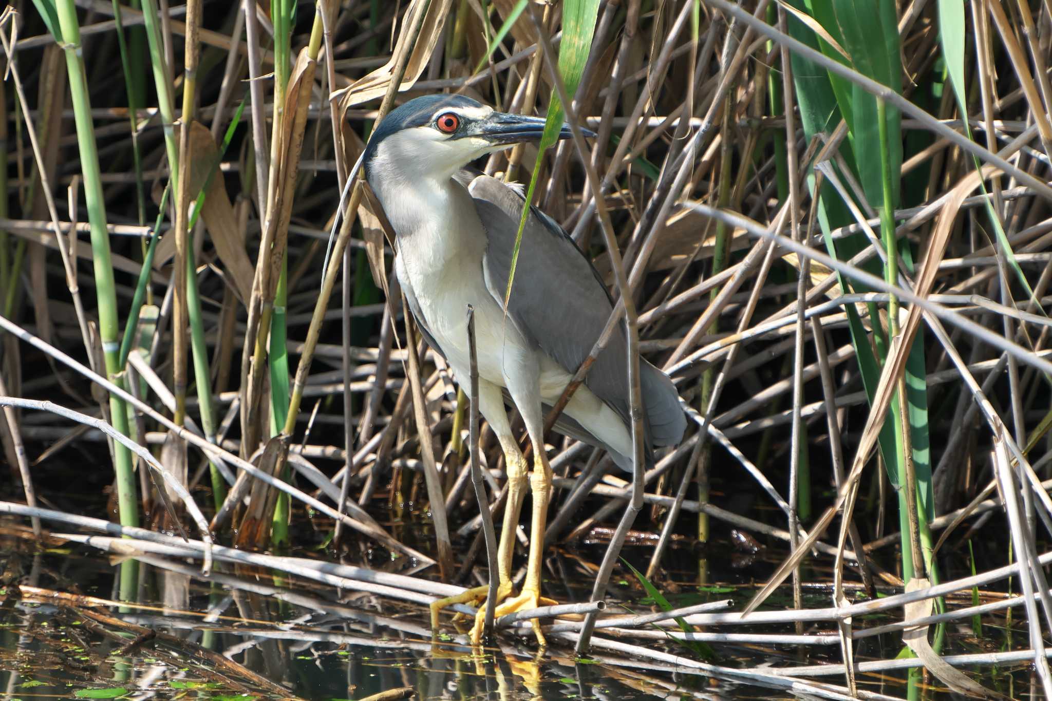 Black-crowned Night Heron