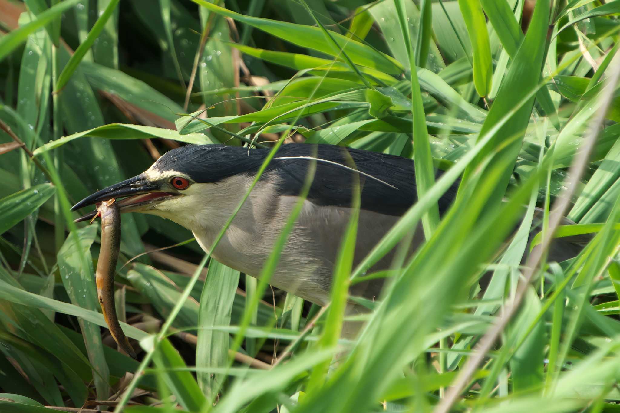 Black-crowned Night Heron