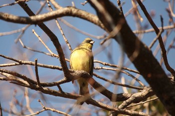 アオジ 三ツ池公園(横浜市鶴見区) 2018年1月13日(土)