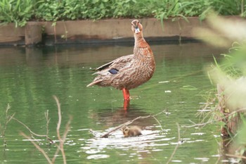 2022年7月9日(土) 薬師池公園の野鳥観察記録