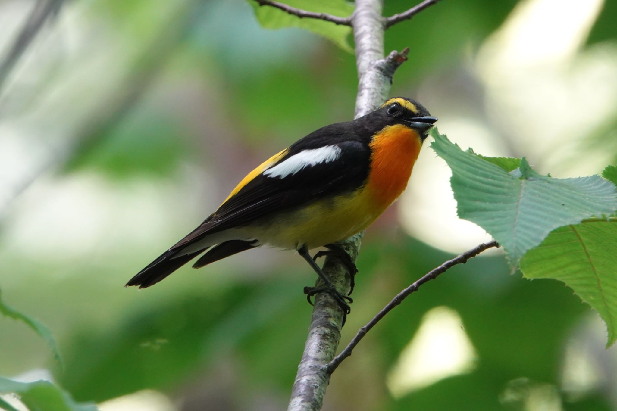 Photo of Narcissus Flycatcher at 北海道 by ひじり