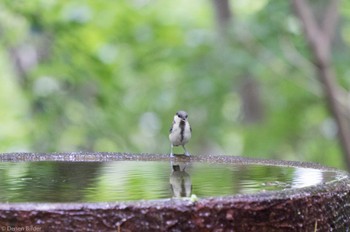 シジュウカラ 権現山(弘法山公園) 2022年7月9日(土)