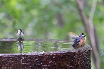 ヤマガラ 権現山(弘法山公園) 2022年7月9日(土)