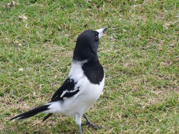 ノドグロモズガラス Broadwater Parklands, Southport, QLD, Australia 2022年7月3日(日)