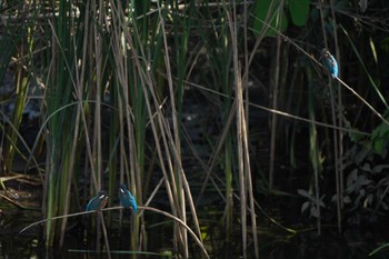 Common Kingfisher 早淵川 Mon, 7/18/2022