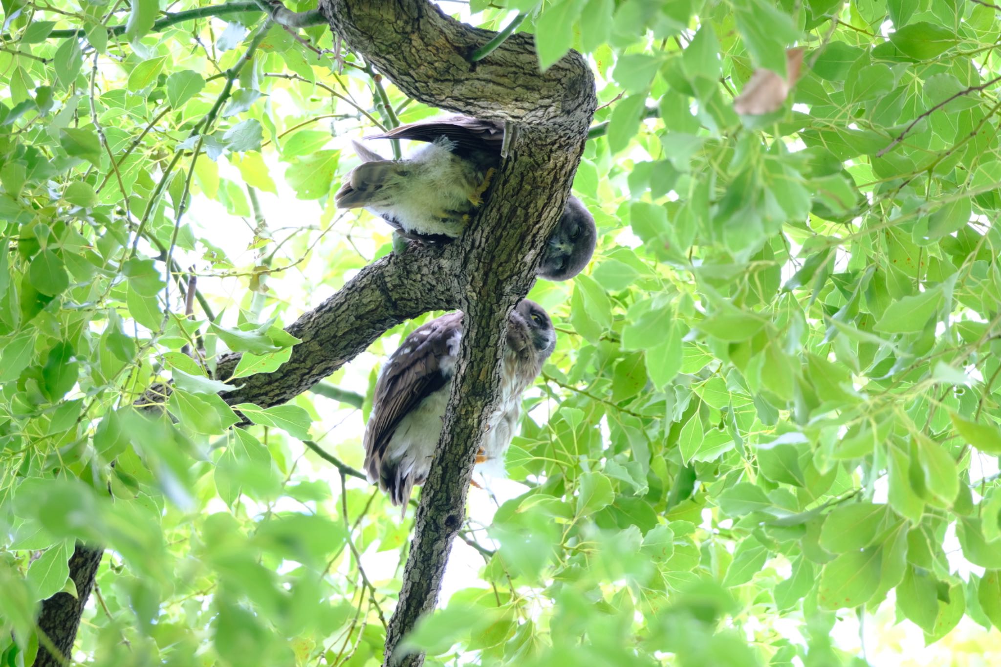 大阪府 アオバズクの写真 by グンシン