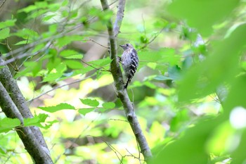 Japanese Pygmy Woodpecker 春日山原始林 Mon, 7/18/2022