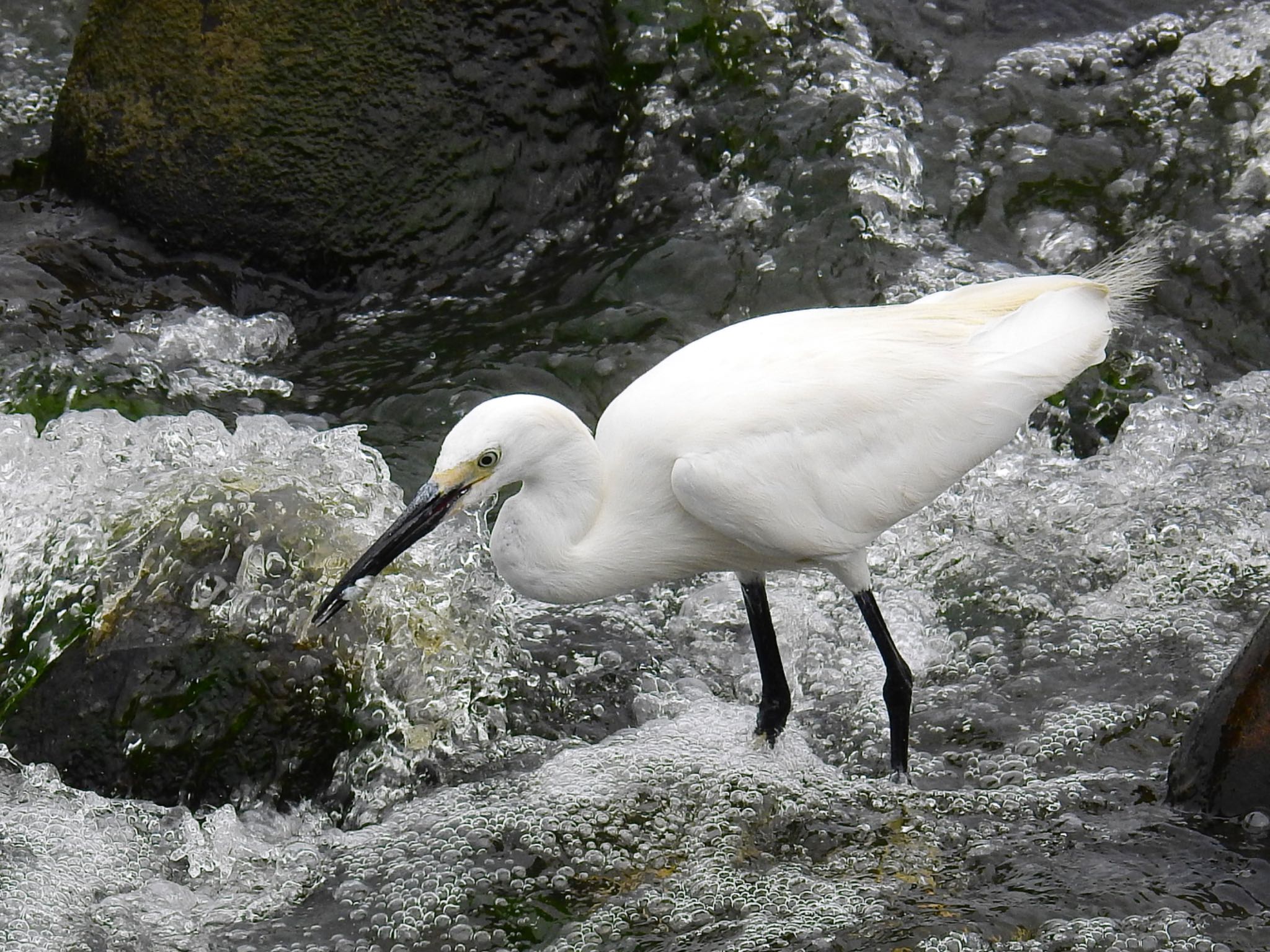 Photo of Little Egret at 淀川河川公園 by 🐟