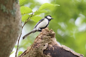 シジュウカラ 明石公園 2022年5月26日(木)