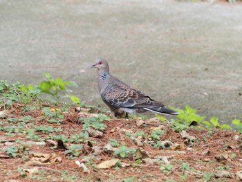 Oriental Turtle Dove(stimpsoni) Miyako Island Sat, 7/16/2022