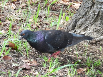 カワラバト 葛西海浜公園 2022年7月18日(月)