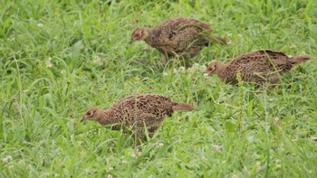 Mon, 7/18/2022 Birding report at 淀川河川公園