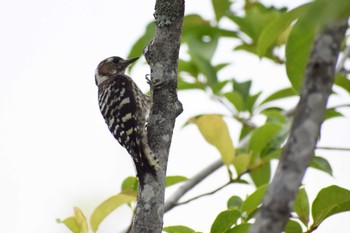Japanese Pygmy Woodpecker Unknown Spots Mon, 7/18/2022