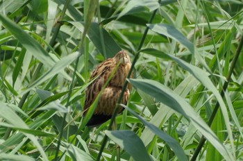 Yellow Bittern Isanuma Mon, 7/18/2022