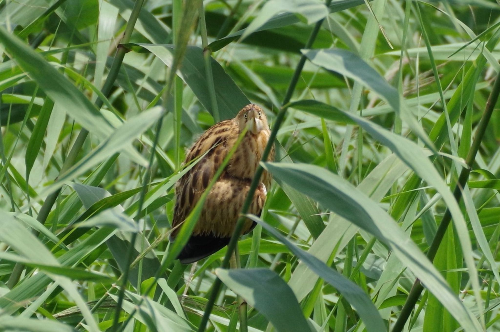 Photo of Yellow Bittern at Isanuma by amy