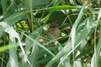 Oriental Reed Warbler Isanuma Mon, 7/18/2022