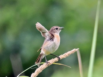 Amur Stonechat 勇払原野 Thu, 7/14/2022