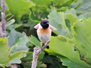 Amur Stonechat 勇払原野 Thu, 7/14/2022