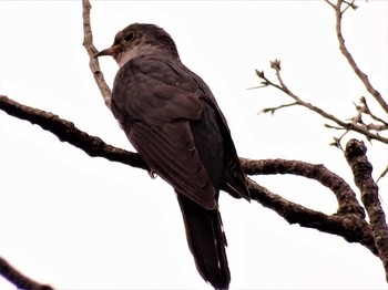 2022年7月18日(月) 舞岡公園の野鳥観察記録