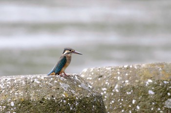 Common Kingfisher 六郷橋緑地 Sun, 7/17/2022