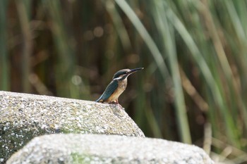 Sun, 7/17/2022 Birding report at 六郷橋緑地