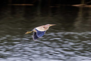 Yellow Bittern 六郷橋緑地 Sun, 7/17/2022