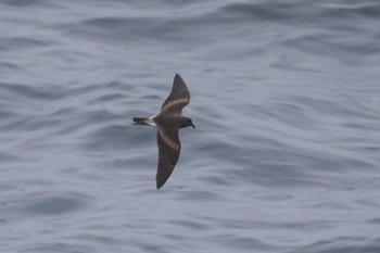 Leach's Storm Petrel 八戸-苫小牧航路 Sun, 7/17/2022