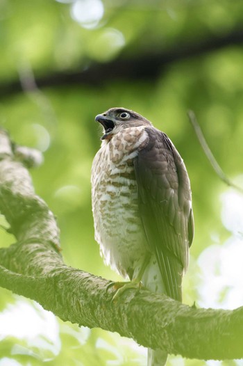 Japanese Sparrowhawk 都内の公園 Sun, 7/17/2022