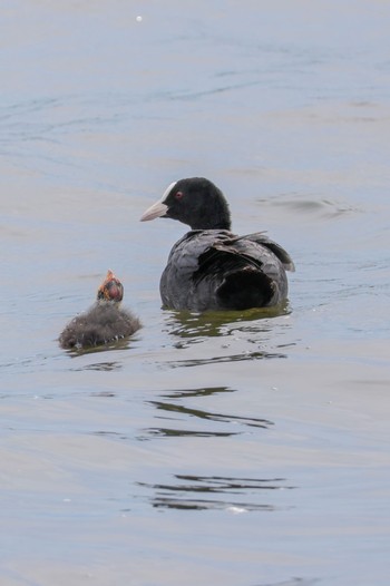 Eurasian Coot 大沼(宮城県仙台市) Mon, 7/18/2022