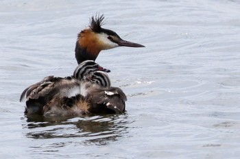 Great Crested Grebe 大沼(宮城県仙台市) Mon, 7/18/2022