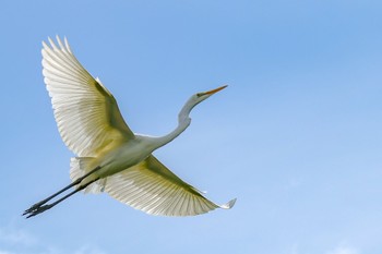 Great Egret サギのコロニー Mon, 7/18/2022