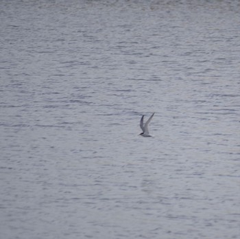 Little Tern 蒲生干潟(仙台市) Mon, 7/18/2022